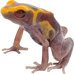 Cobalt Albino Frog